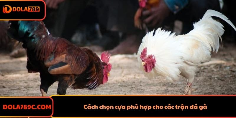 Cách chọn cựa phù hợp cho các trận đá gà