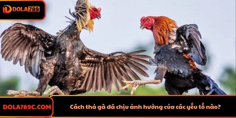 Cách thả gà đá chịu ảnh hưởng của các yếu tố nào?