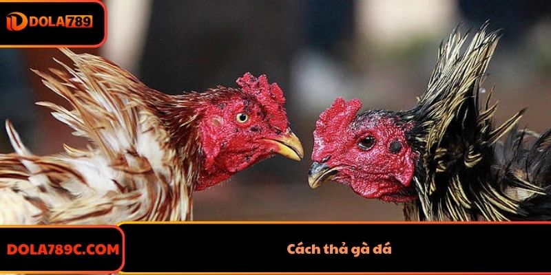 Cách Thả Gà Đá Siêu Hay Cho Kê Thủ - Tăng Tỷ Lệ Thắng