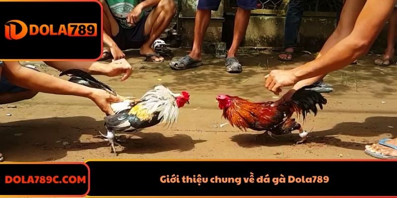 Giới thiệu chung về đá gà Dola789