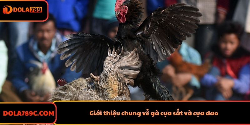 Giới thiệu chung về gà cựa sắt và cựa dao