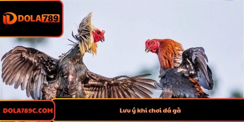 Lưu ý khi chơi đá gà