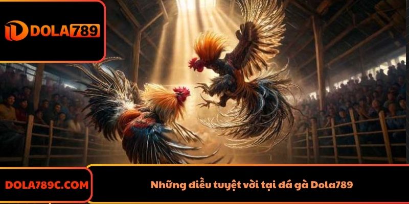 Những điều tuyệt vời tại đá gà Dola789