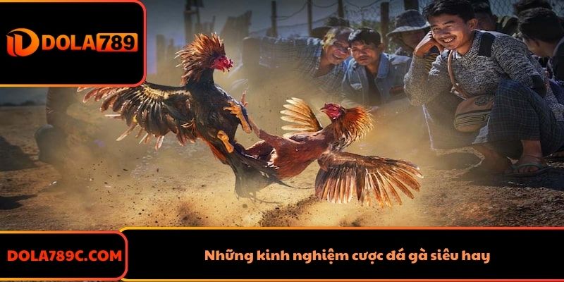 Những kinh nghiệm cược đá gà siêu hay