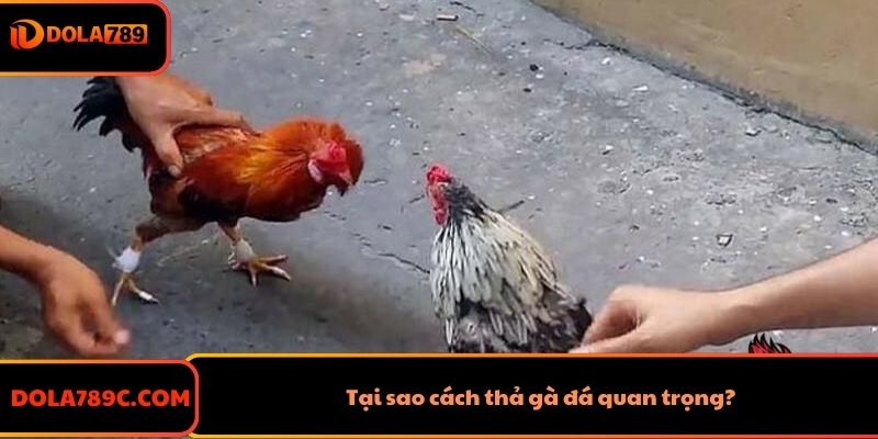 Tại sao cách thả gà đá quan trọng?