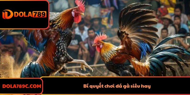 Bí quyết chơi đá gà siêu hay