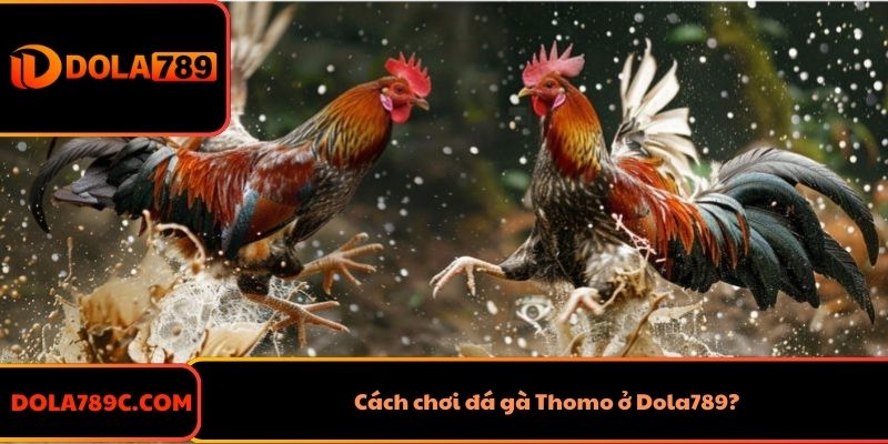 Cách chơi đá gà Thomo ở Dola789?