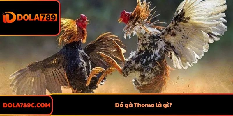 Đá gà Thomo là gì?